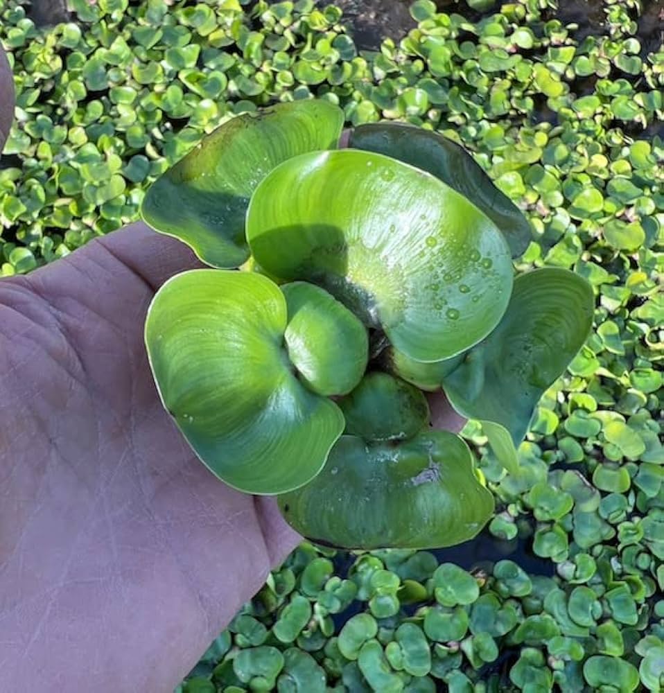 水生植物 若い苗 11個セット 61kADhQztdL._AC_UL210_SR210,